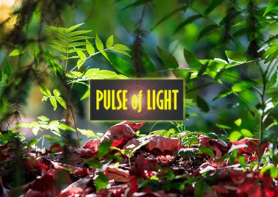 Pulse of Life – Photography website (portfolio)
