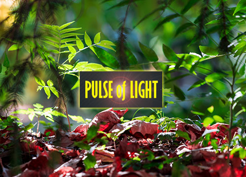 Pulse of Life – Photography website (portfolio)